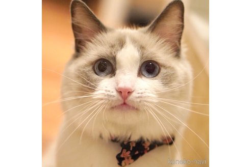 しらすちゃん1枚目